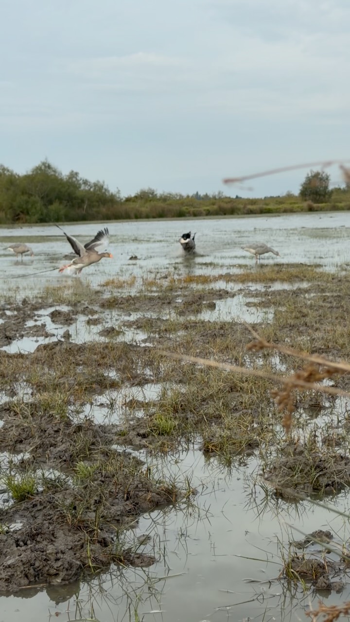 Video by Chasse en Camargue on October 04, 2026.