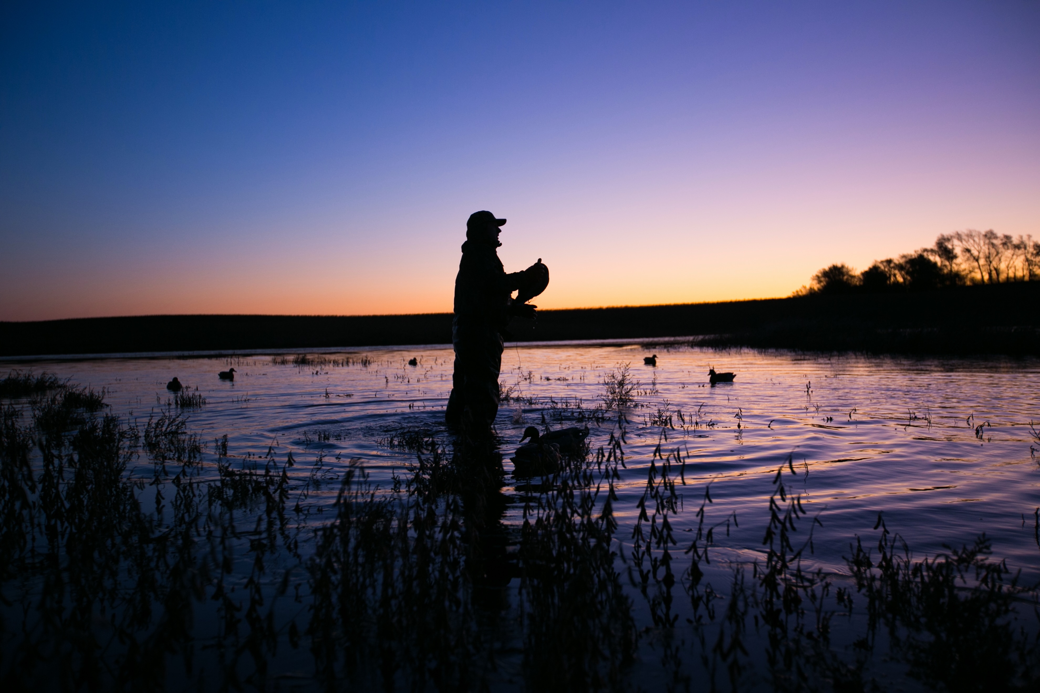 Photo by Chasse en Camargue on August 17, 2026. May be an image of goose, duck, mallard and text.