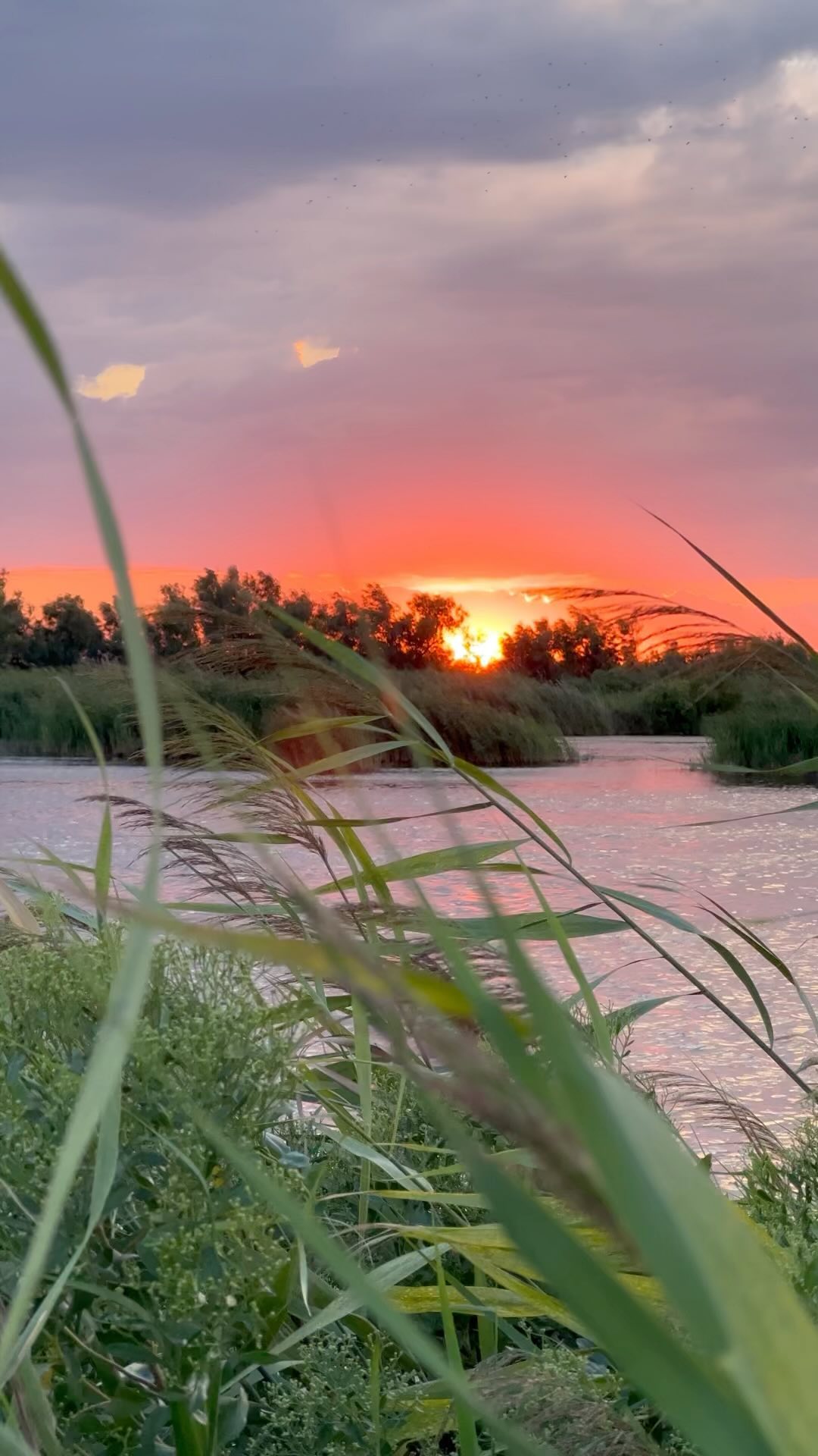 Video by Chasse en Camargue on February 23, 2023.