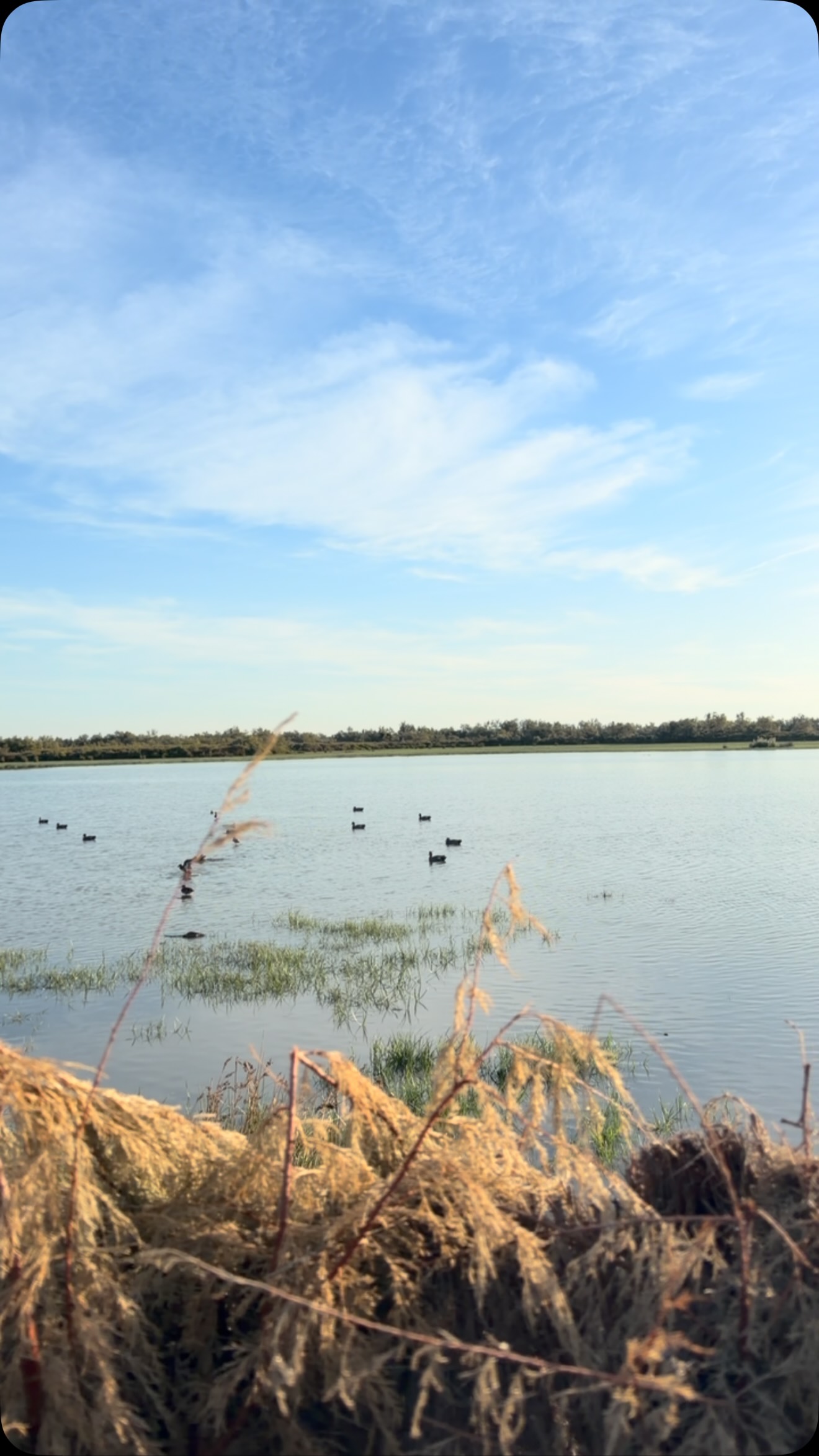 Video by Chasse en Camargue on September 05, 2026.