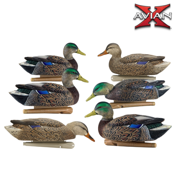 FORMES DE CANARD COLVERT EARLY SEASON TOPFLIGHT AVIANX