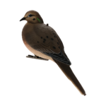 Formes de tourterelle HD AVIANX
