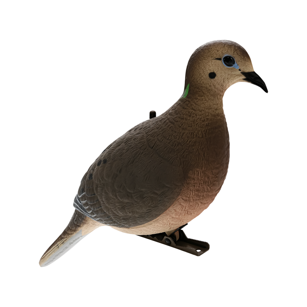 Formes de tourterelles avianx dove