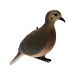 Formes de tourterelles avianx dove