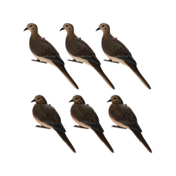 formes de Tourterelle avianx