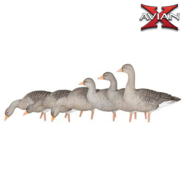 Formes d’oie cendrée sur pattes x6 – AVIANX