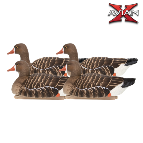 Formes d’oie rieuse flottantes x4 – AVIANX
