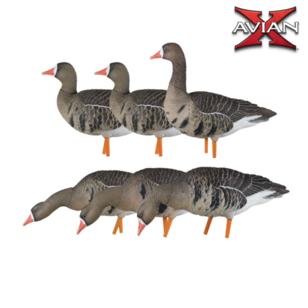 Formes d’oie rieuse sur pattes AXF Fusion Pack x6 – AVIANX