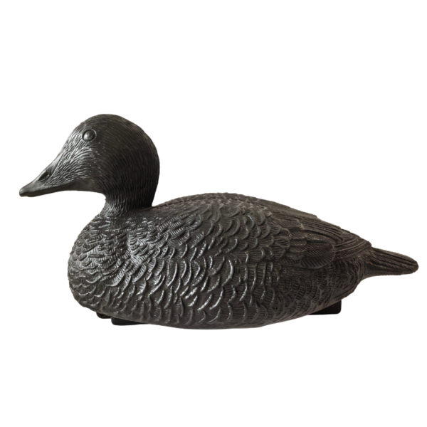 Forme d'eider noir moussé