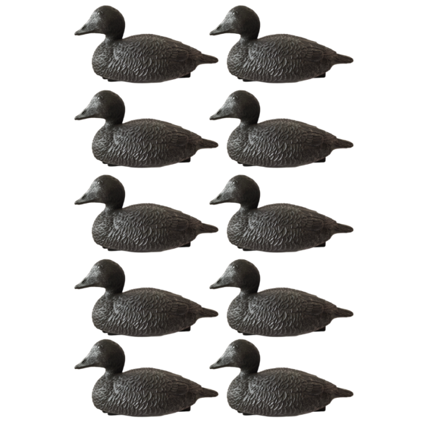 Formes d'eider noirs