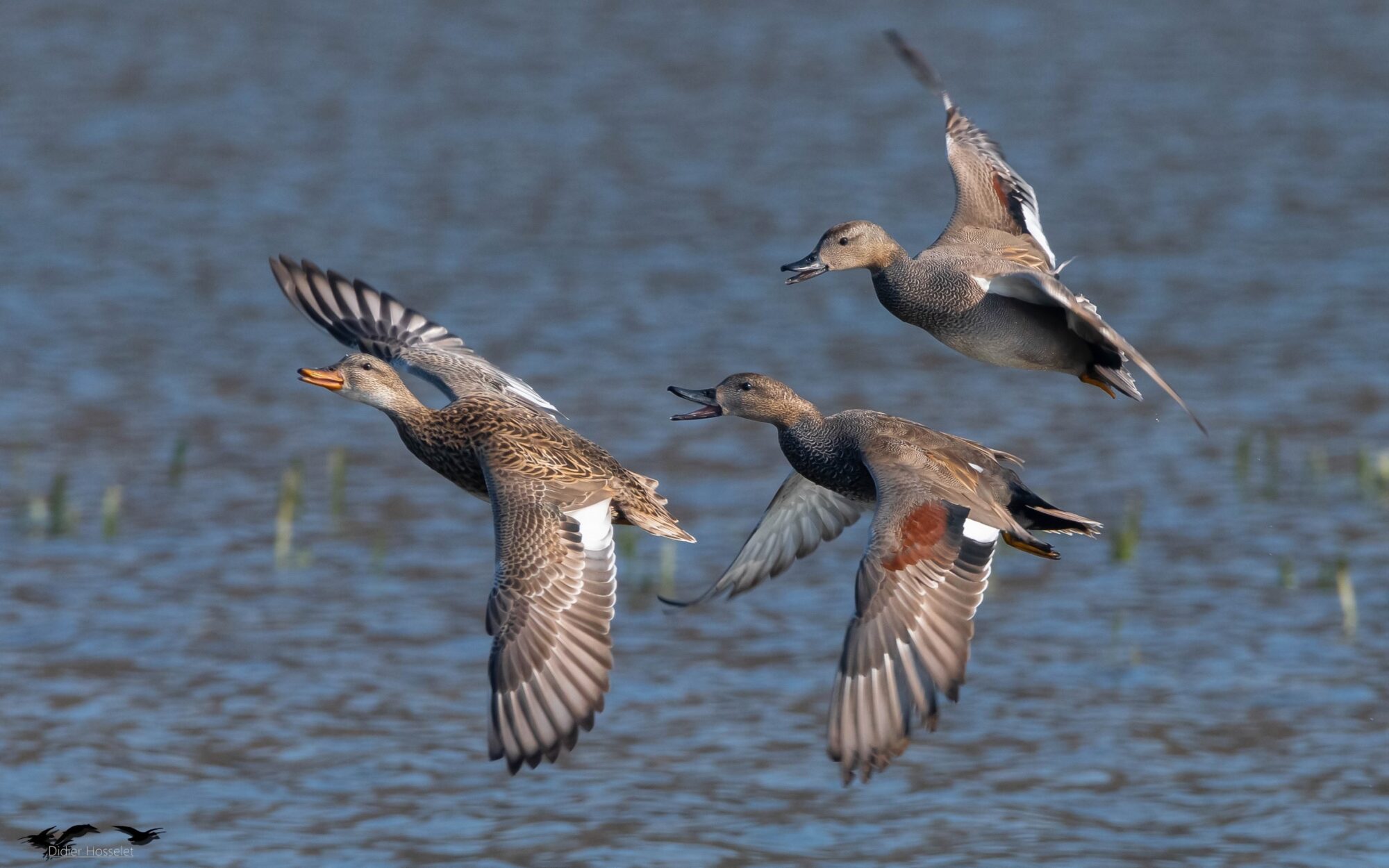 e commerce specialisee chasse gibier eau